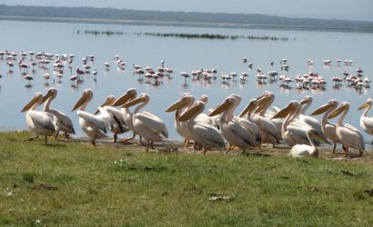 Manyara 3 Day Safari