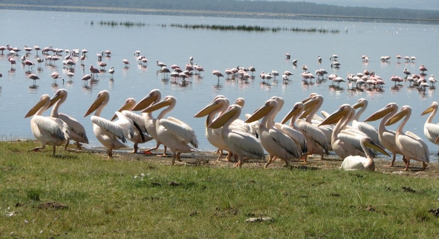 Manyara 3 Day Safari