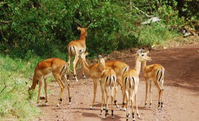 Manyara Day Trip