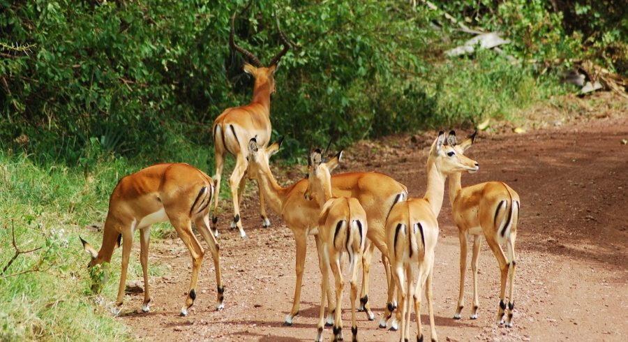 Manyara Day Trip