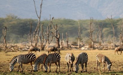 Manyara Ngorongoro 4 Day Safari