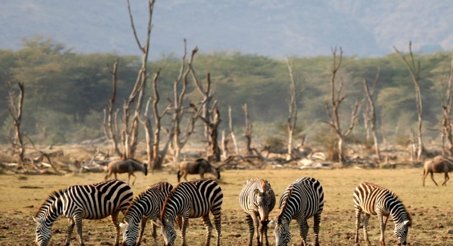 Manyara Ngorongoro 4 Day Safari