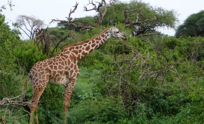 Manyara Tarangire 4 Day Safari