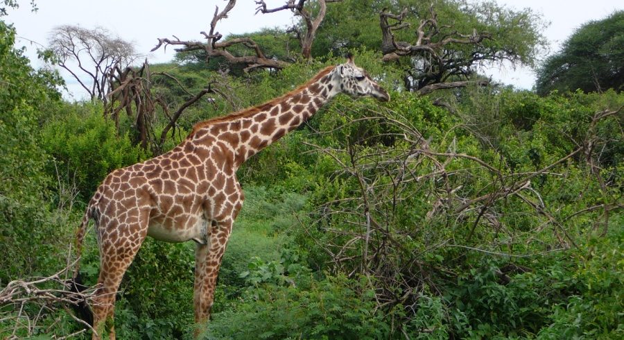 Manyara Tarangire 4 Day Safari