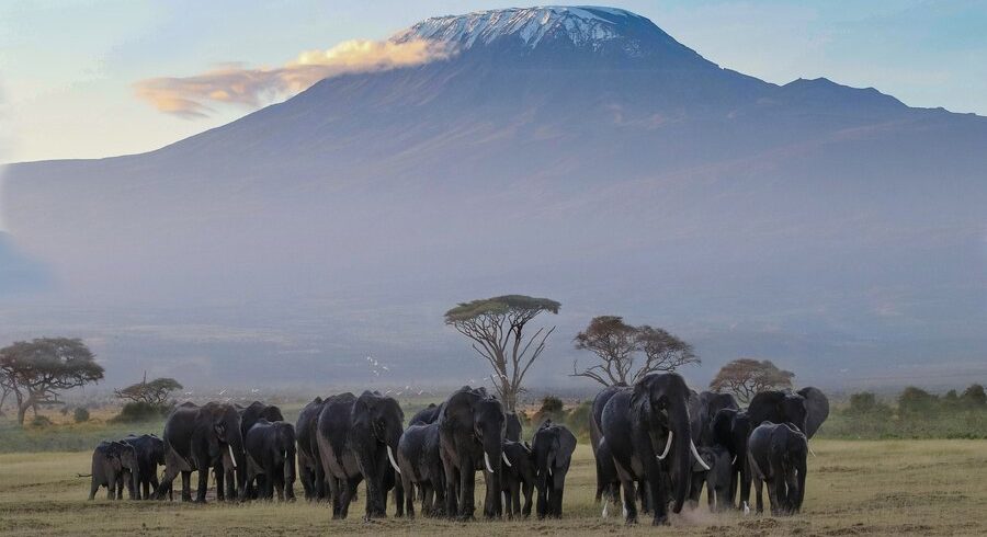 Rongai Kilimanjaro Climb 7 Days