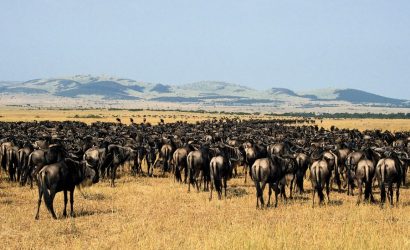 5 Day Serengeti Migration Safari