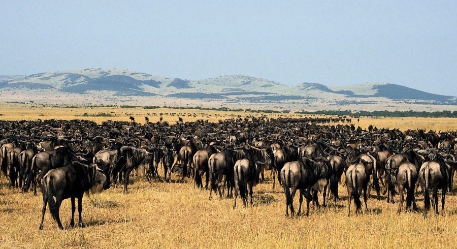 5 Day Serengeti Migration Safari