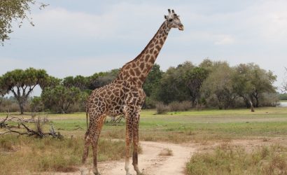 Serengeti 3 Day Safari