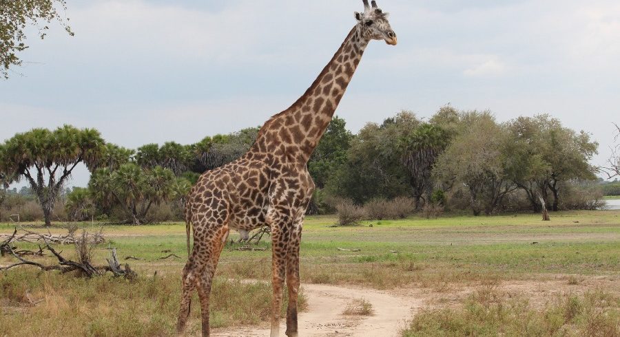 Serengeti 3 Day Safari