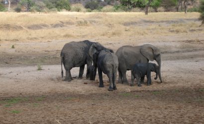 Serengeti Manyara Tarangire 5 Day Safari