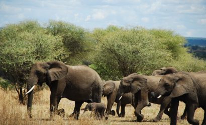 Serengeti Ngorongoro 5 Day Safari