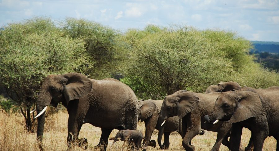 Serengeti Ngorongoro 5 Day Safari