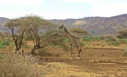 Tanzania Family 8 Day Safari