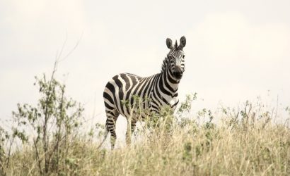 Tarangire Serengeti Safari 4 Days