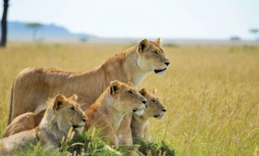 lions