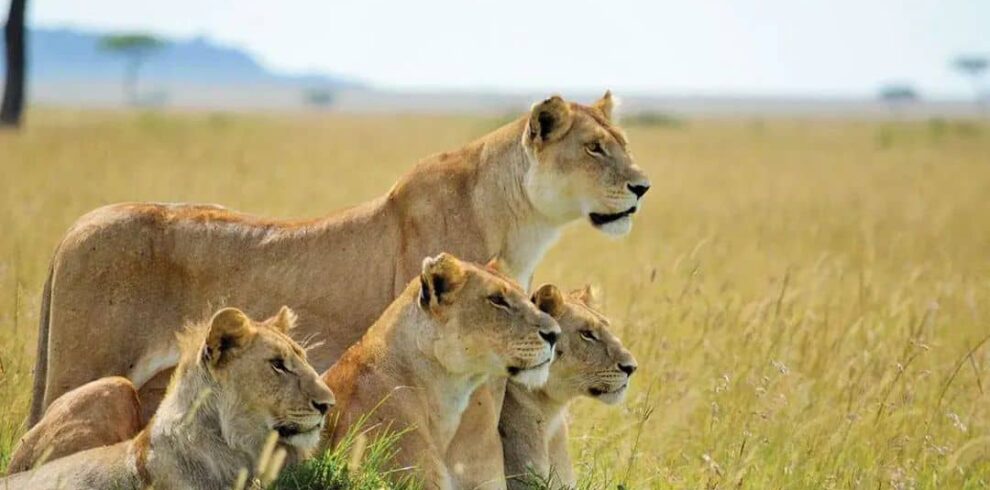 lions