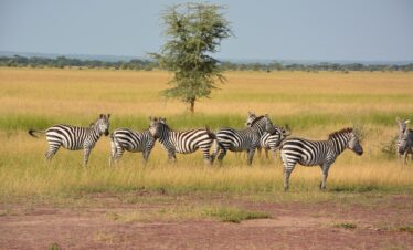 zebras, herd, wilderness, serengeti, nature, africa, national park, serengeti park, tanzania, wildlife reserve, animal