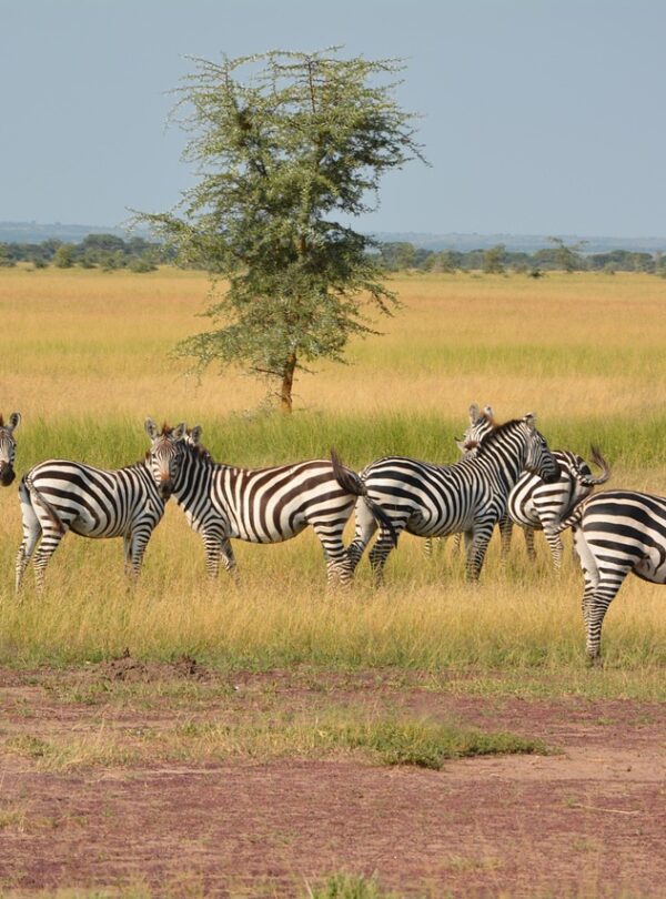 zebras, herd, wilderness, serengeti, nature, africa, national park, serengeti park, tanzania, wildlife reserve, animal