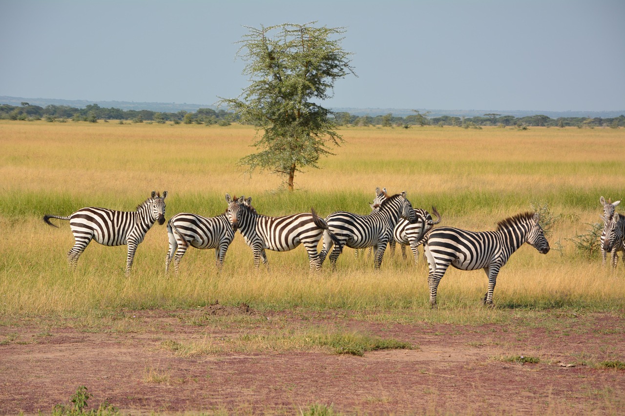 zebras, herd, wilderness, serengeti, nature, africa, national park, serengeti park, tanzania, wildlife reserve, animal
