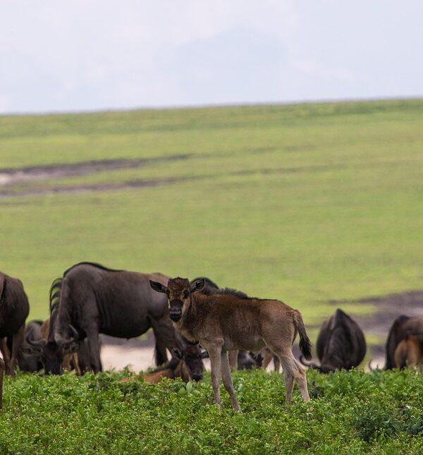 ngorongoro conservation area, tanzania, wildebeeste, nature, africa, park, travel, landscape, wildlife, ngorongoro, ngorongoro, ngorongoro, ngorongoro, ngorongoro, ngorongoro