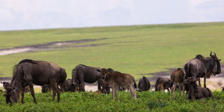 ngorongoro conservation area, tanzania, wildebeeste, nature, africa, park, travel, landscape, wildlife, ngorongoro, ngorongoro, ngorongoro, ngorongoro, ngorongoro, ngorongoro