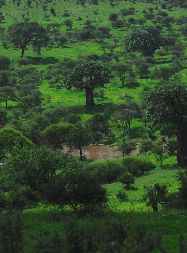trees, grass, wilderness, savanna, africa, nature, tarangire national park, river, baobab, tanzania, landscape, nature, baobab, baobab, baobab, baobab, baobab
