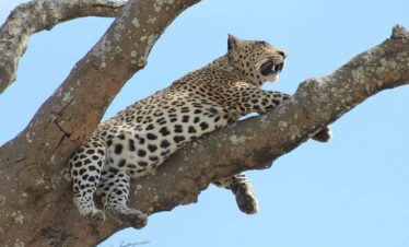 cheetah on the tree 2