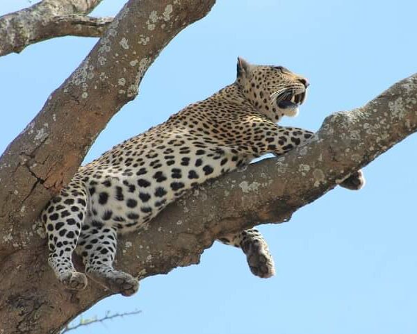 cheetah on the tree 2