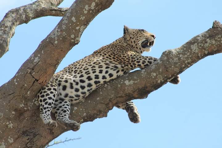 cheetah on the tree 2