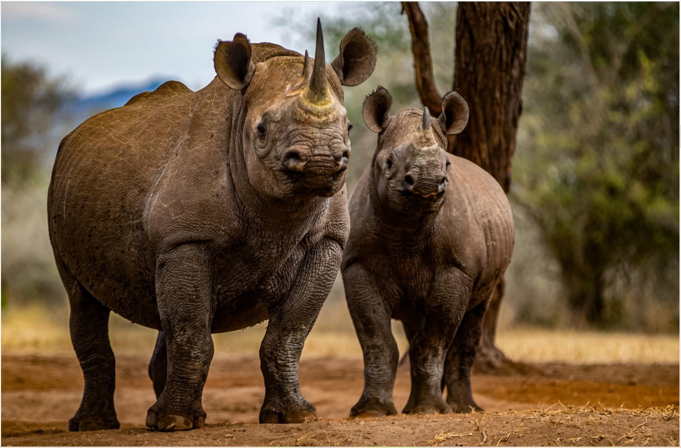 About Us rhinoceroses in mkomazi national park tanzania