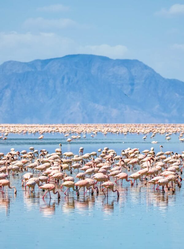 flamingoes lake natron tanzania lerionka