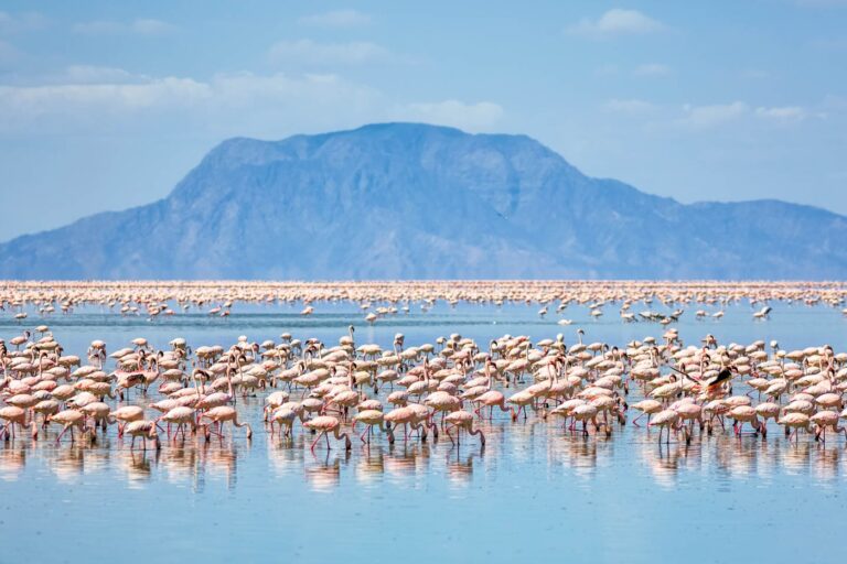 flamingoes lake natron tanzania lerionka