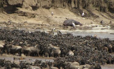 A dramatic scene of wildebeest crossing a river during the great migration in Africa.