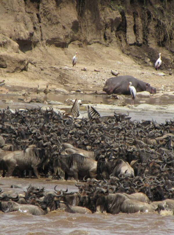 A dramatic scene of wildebeest crossing a river during the great migration in Africa.
