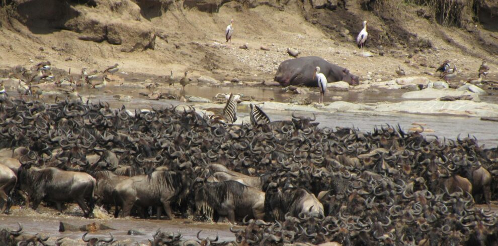A dramatic scene of wildebeest crossing a river during the great migration in Africa.
