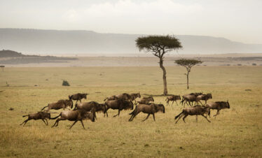 wildebeest herd running serengeti