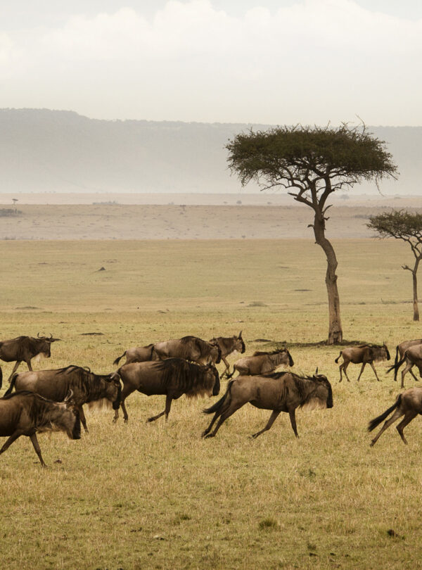 wildebeest herd running serengeti