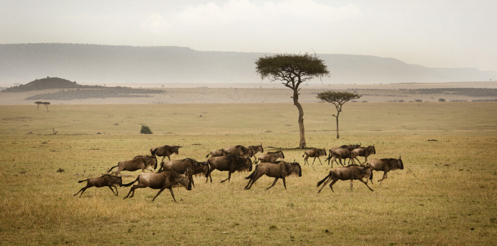 wildebeest herd running serengeti
