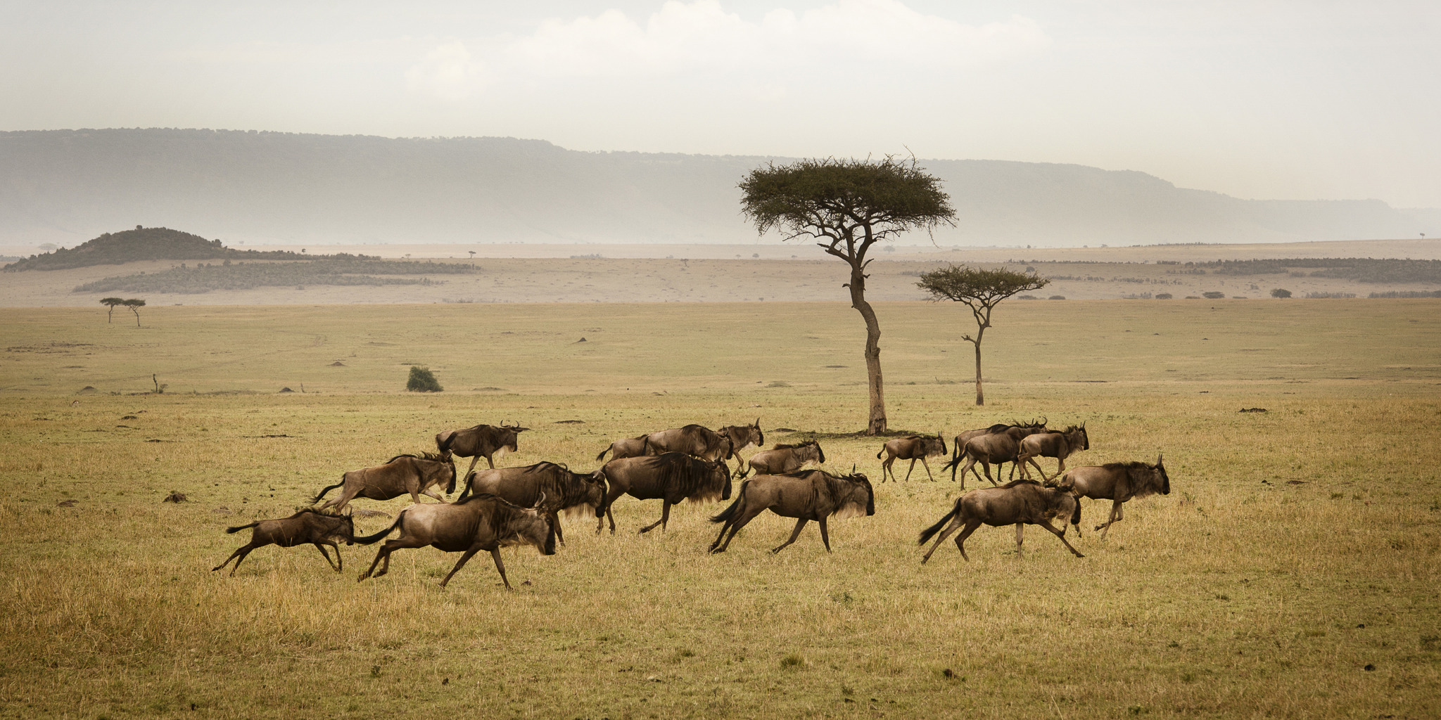 wildebeest herd running serengeti