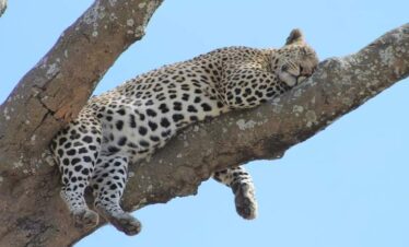cheetah on the tree 3
