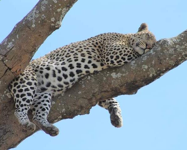 cheetah on the tree 3