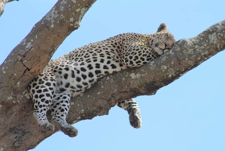 5-Day Tanzania Wildlife and Cultural Safari cheetah on the tree 3