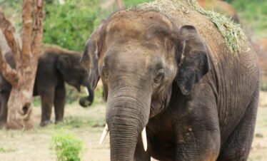 A powerful Asian elephant walking in a lush wildlife sanctuary.