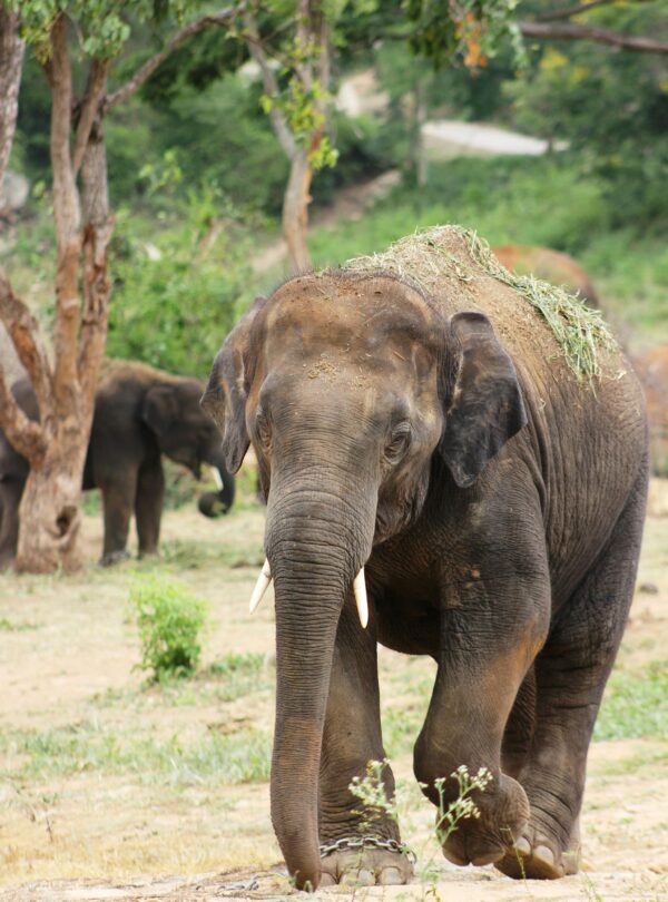 A powerful Asian elephant walking in a lush wildlife sanctuary.