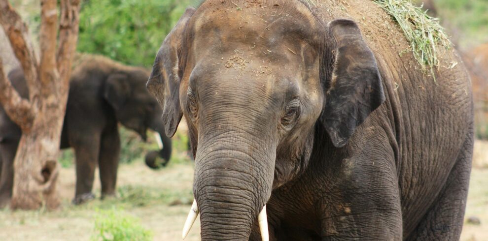 A powerful Asian elephant walking in a lush wildlife sanctuary.