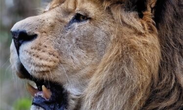 lion, barbary lion, north african lion, berber lion, egyptian lion, nature, atlas lion, feline, mammal, animal, hunter, predator, wild animal, wild cat, big cat, wildlife, mane, teeth, fangs, extinct in wild