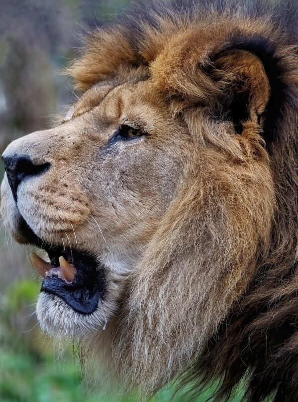 lion, barbary lion, north african lion, berber lion, egyptian lion, nature, atlas lion, feline, mammal, animal, hunter, predator, wild animal, wild cat, big cat, wildlife, mane, teeth, fangs, extinct in wild