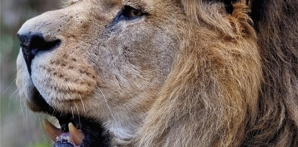 3-Day Tanzania Big Five Safari lion, barbary lion, north african lion, berber lion, egyptian lion, nature, atlas lion, feline, mammal, animal, hunter, predator, wild animal, wild cat, big cat, wildlife, mane, teeth, fangs, extinct in wild