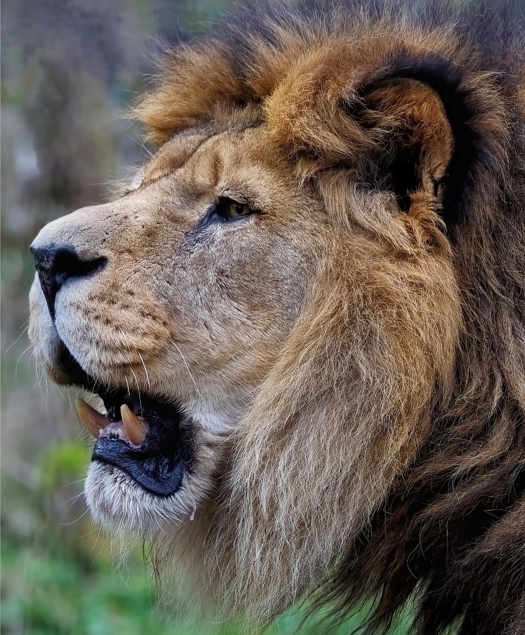 lion, barbary lion, north african lion, berber lion, egyptian lion, nature, atlas lion, feline, mammal, animal, hunter, predator, wild animal, wild cat, big cat, wildlife, mane, teeth, fangs, extinct in wild